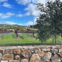 Qigong & Sound Healing – Sonoma, California