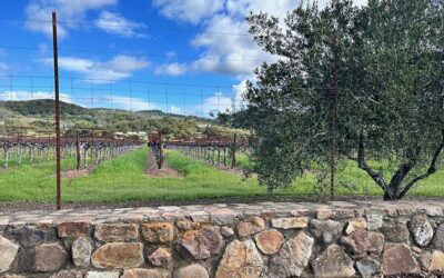 Sonoma vineyard a 700 Qigong & Sound Healing – Sonoma, California