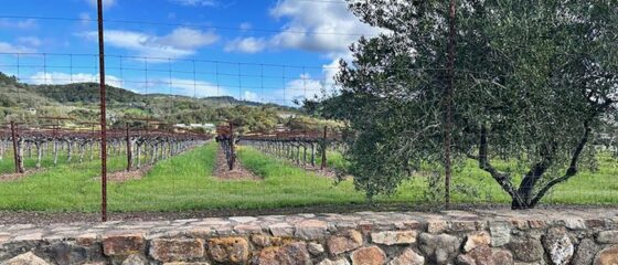 Sonoma vineyard a 700