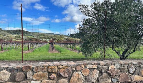 Sonoma vineyard a 700