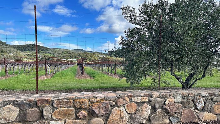 Sonoma vineyard a 700